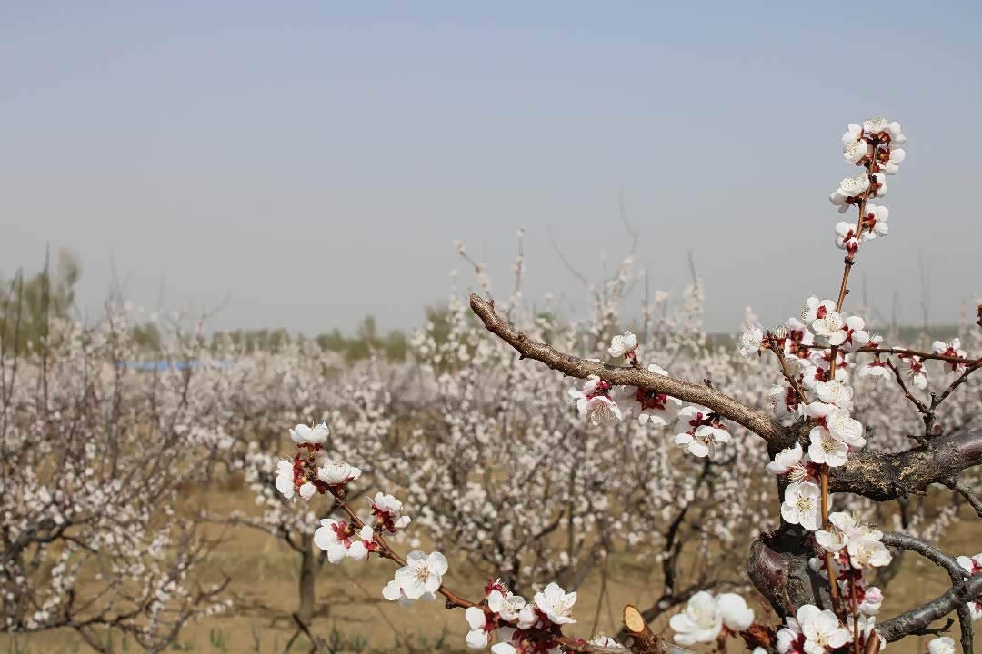 与小五一起打卡大同杏花节