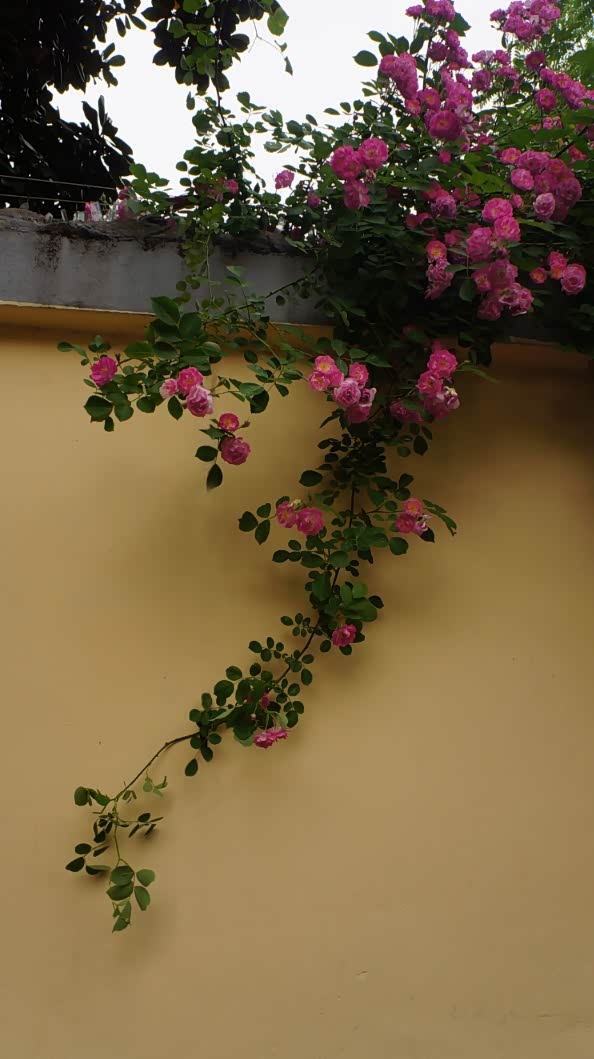 一条颐和路 半部民国史