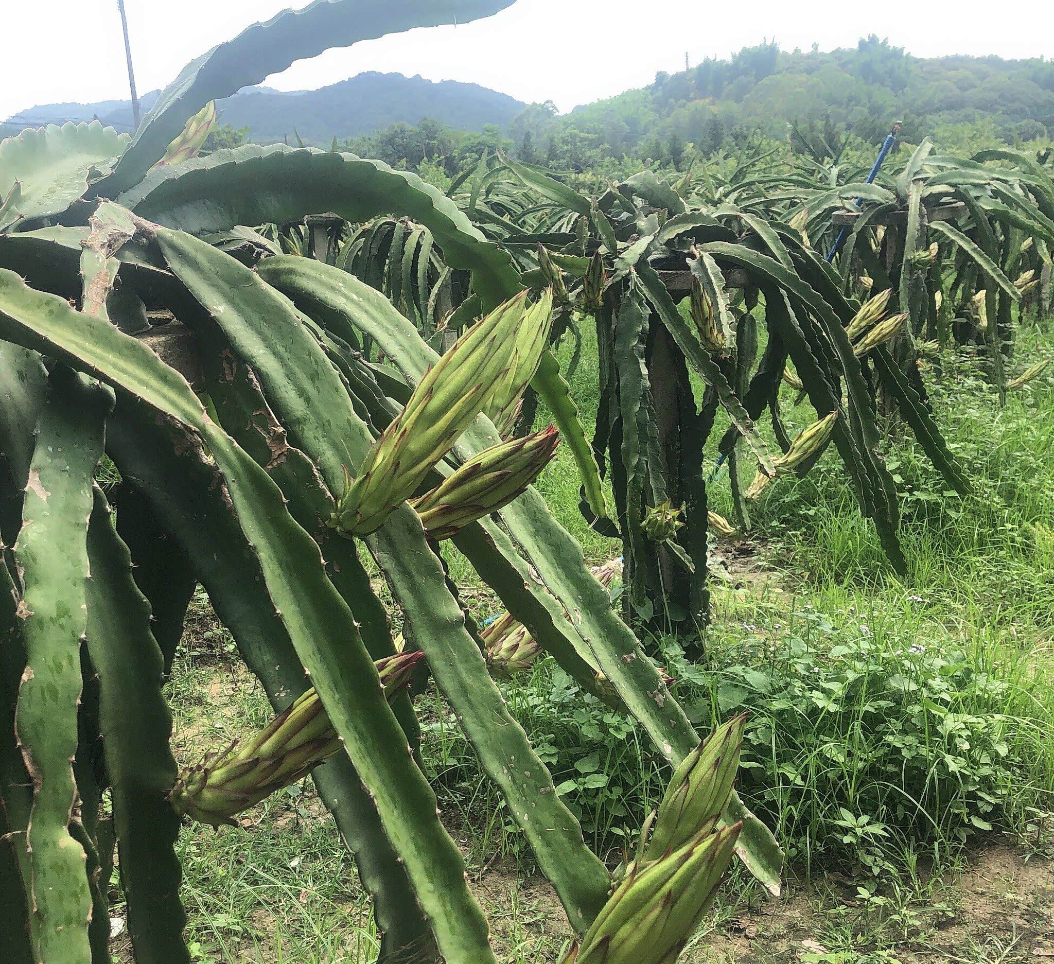 莲麻树而名现在莲麻村已经广州从化美丽乡村群之这里有溪流古道农庄