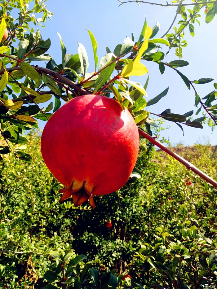 【中原博越车友俱乐部】金秋十月石榴红,自驾采摘荥阳河阴石榴.