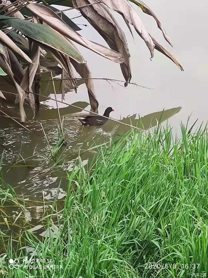 红面水鸡图片图片