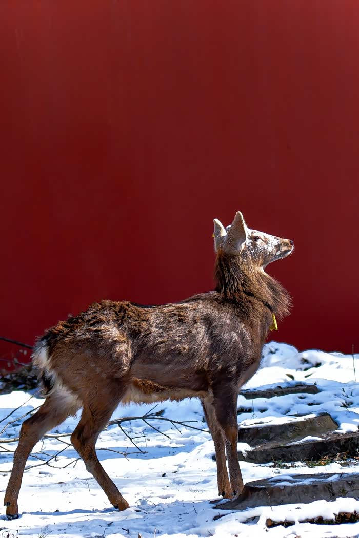 明孝陵的梅花与鹿 ,红墙下的梅花迎着初雪开放了