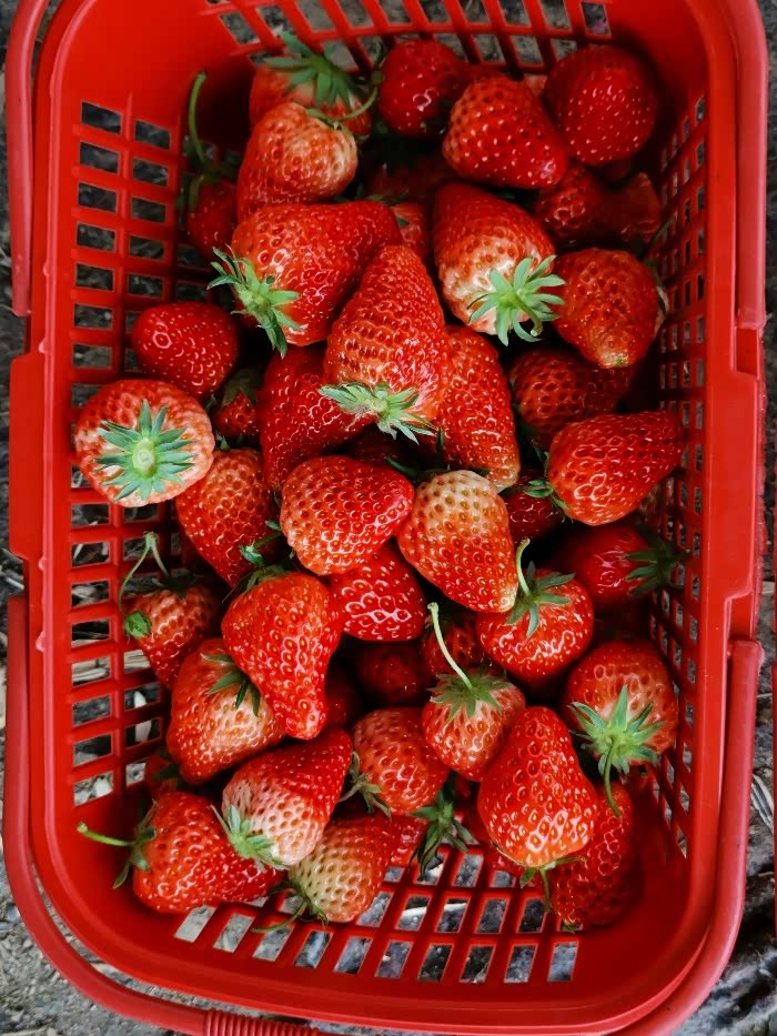 猪皇分享清明短途游之大圩草莓