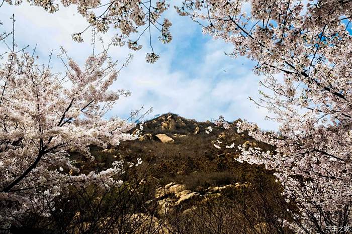 遊鄒平櫻花山,山寺桃花始盛開