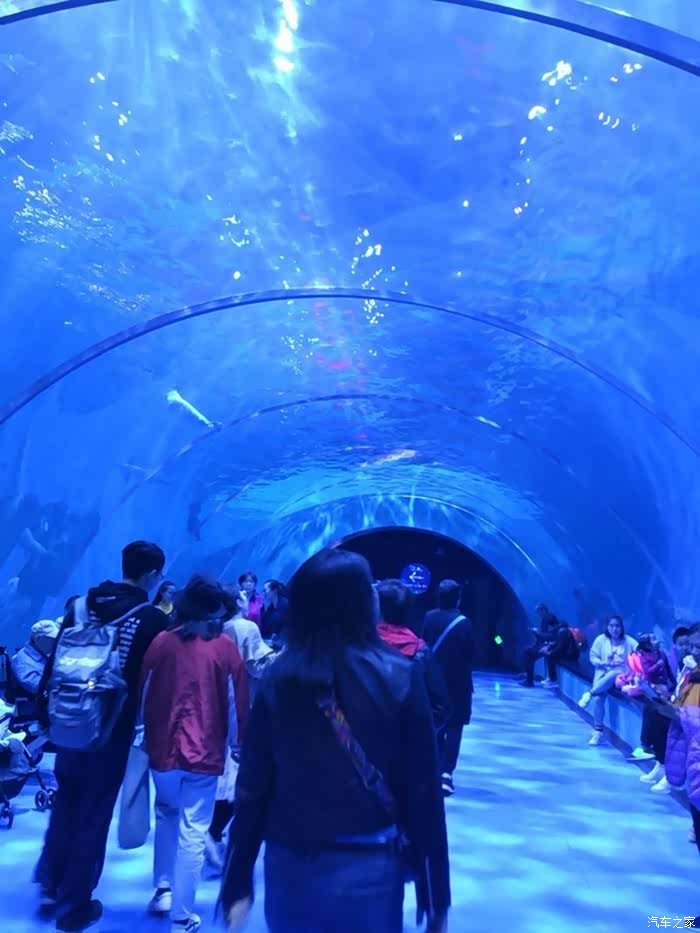 工作旅游两不误,青岛极地馆一日游