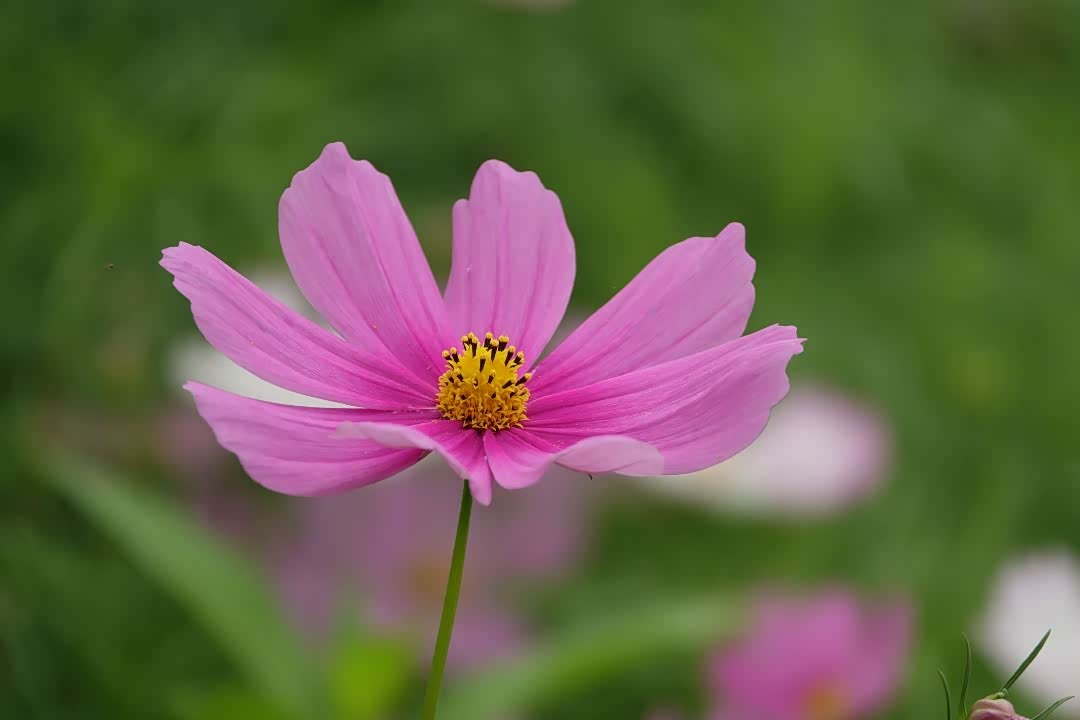 格桑花开长江边,长江边上木洞镇.