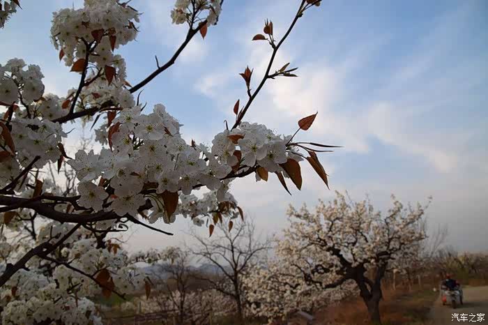 嘉悦游记神童山看梨花