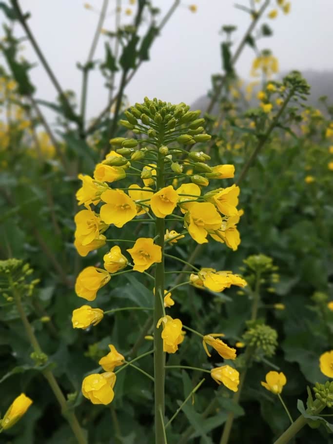 这个春天铺在家乡芸薹花的绝美地毯