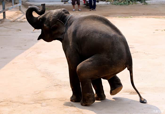 【你好2021】随走随拍记录-大象表演