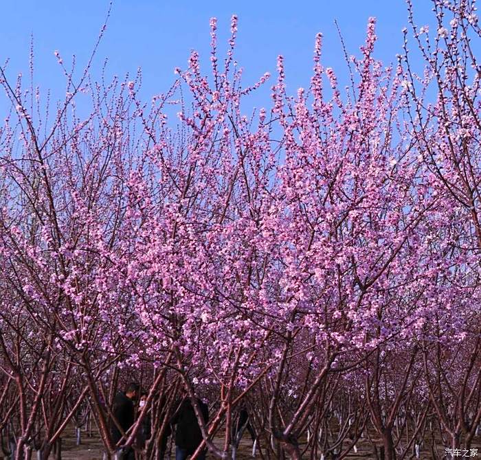 滹沱河桃花盛开别样红