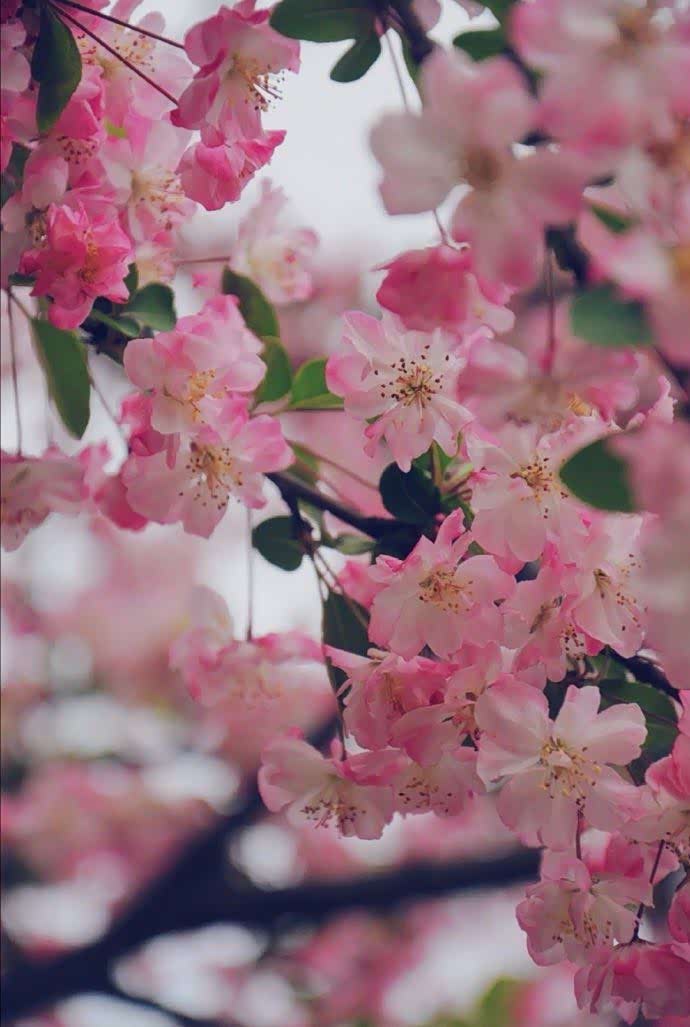 小园新种红樱树,闲绕花枝便当游.