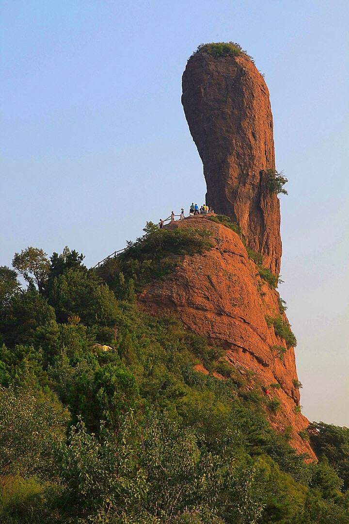 山里的大棒槌图片