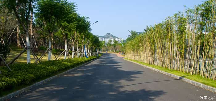 路旁种了一排的竹子