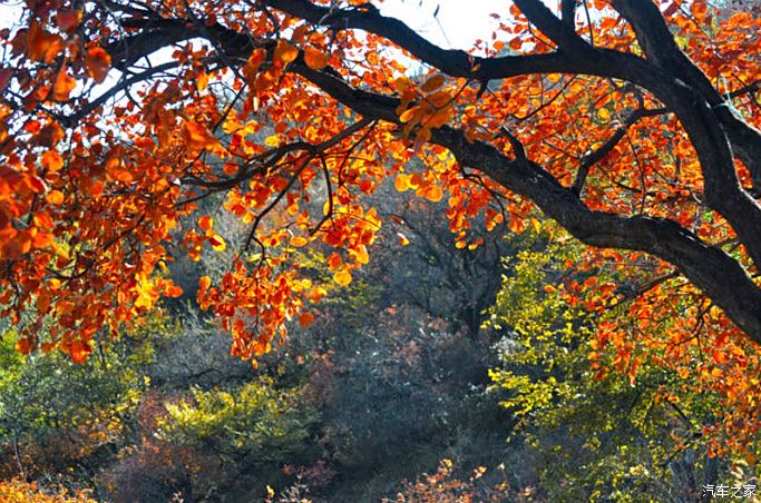 我有最美秋景北京香山寺