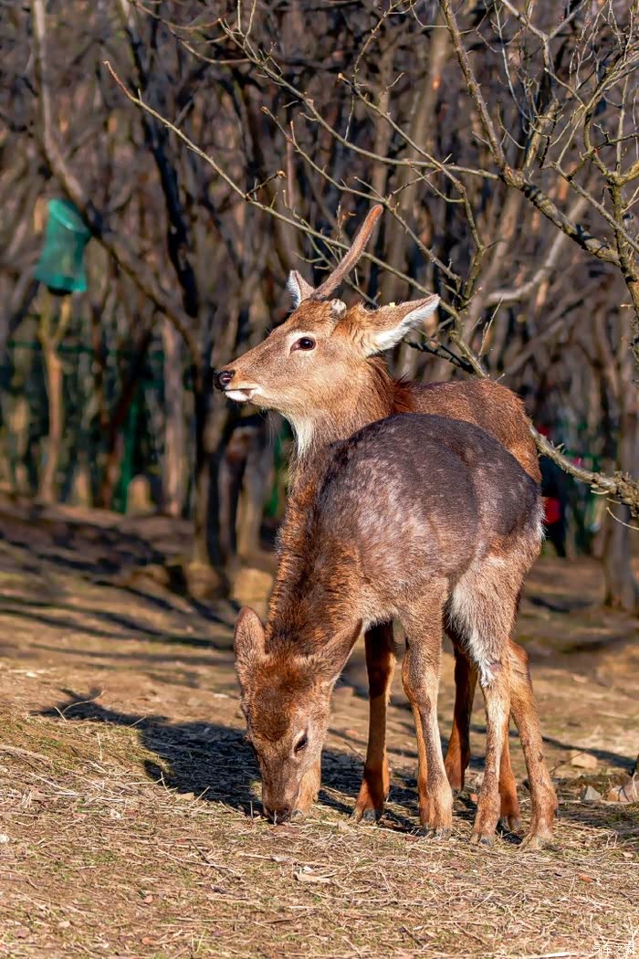 明孝陵的梅花与鹿 ,红墙下的梅花迎着初雪开放了