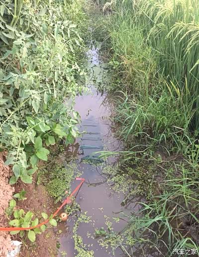 网笼诱捕,头天晚上丢到水沟里,第二天早上收笼子