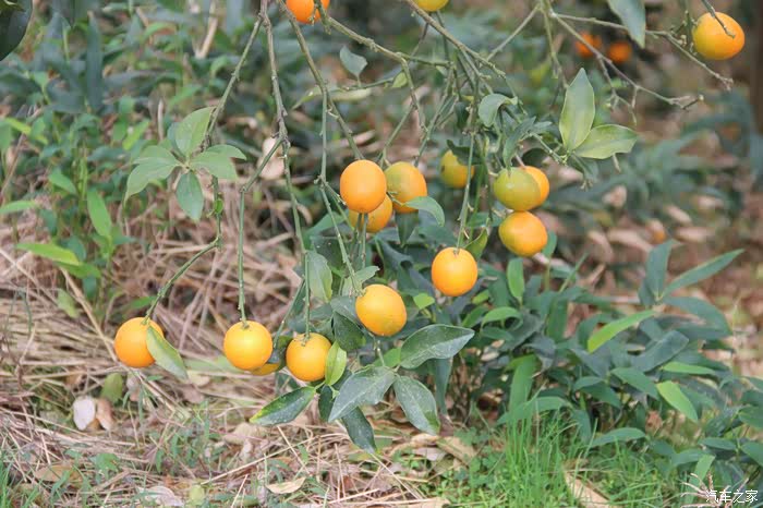 我们也赶紧加入采摘的行列,这些金桔长真
