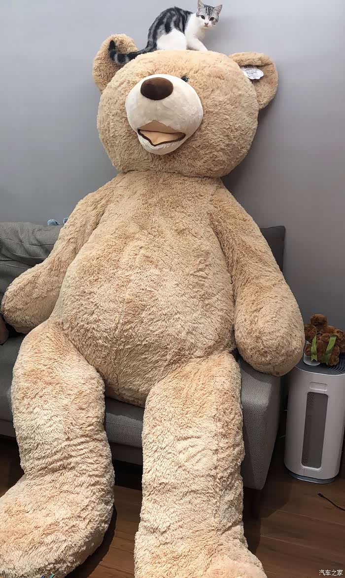 costco大熊塞进了我们阿尔法