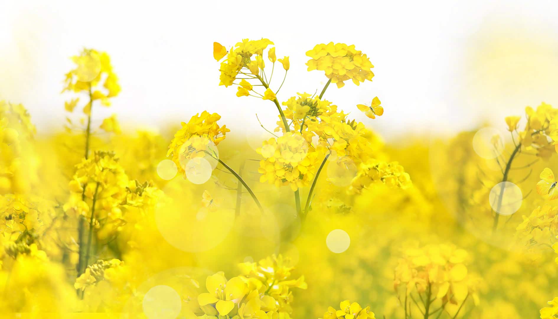 继续云赏油菜花,金灿灿,绿油油的油菜花.