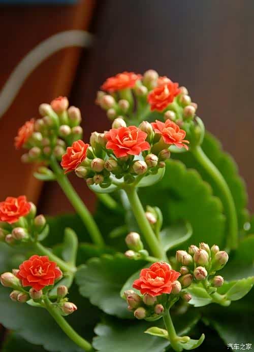 敢发就敢送#办公室中的绿植第二篇——长寿花