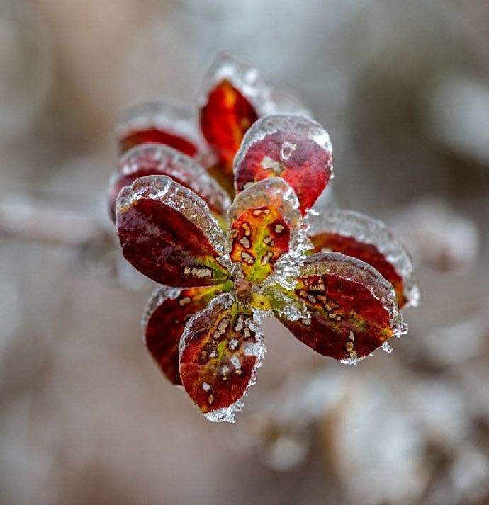 丁香花冬天的样子图片