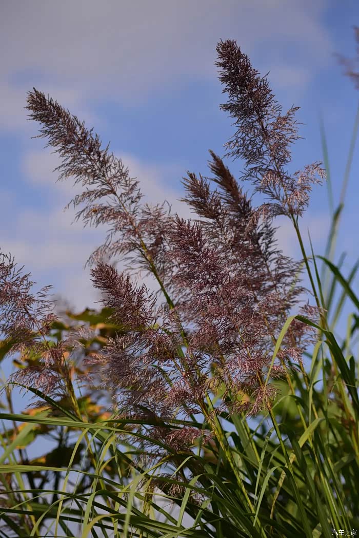 把这些野草搬进花园感受一年四季的自然野趣