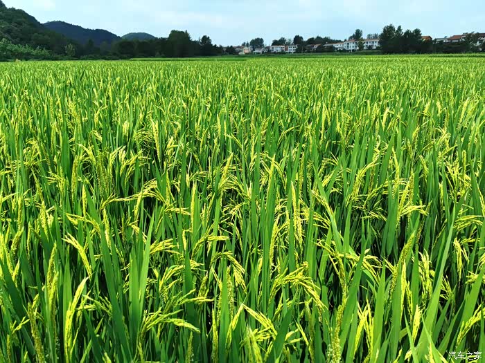 【摄影贴】2020年的夏天过的真快,转眼已经立秋了