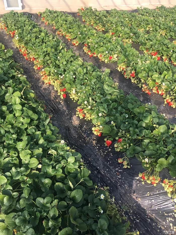 春光正好和欧蓝德打卡草莓园