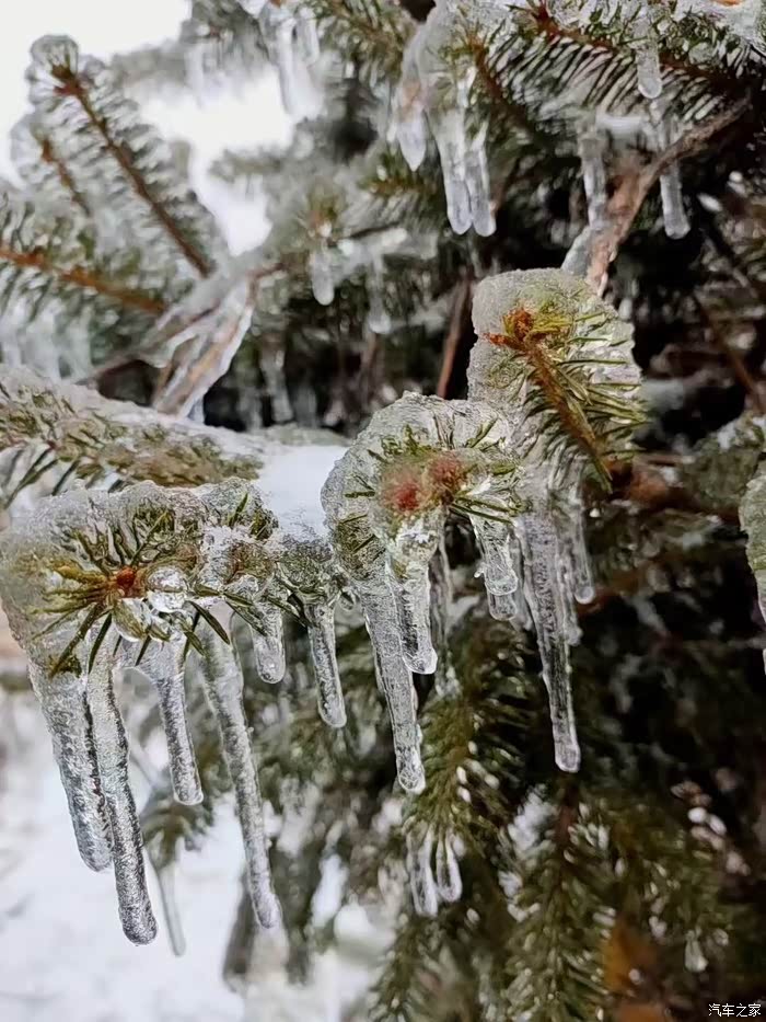 一根根银条悬挂在树上格外壮观