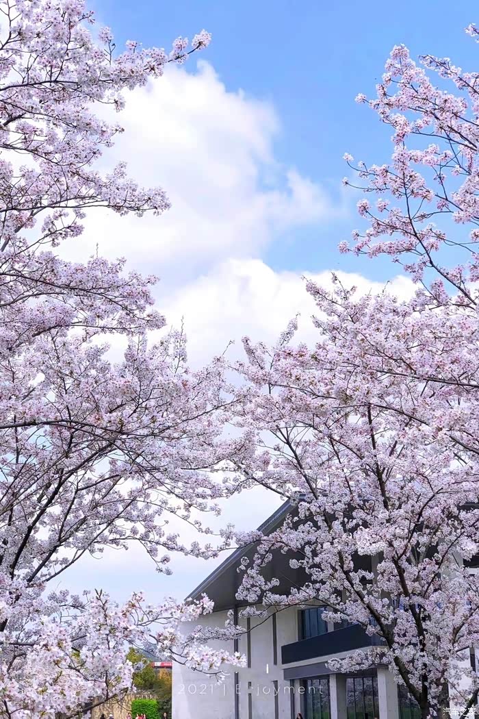 樱花之约良渚大屋顶赏樱花