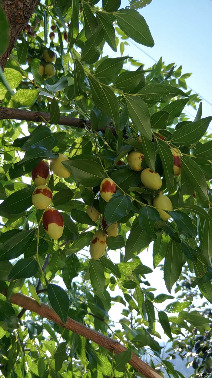 北京劲悦团长安车友会(平谷采摘大枣)