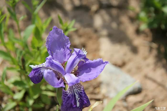 游上海庙--观首届马兰花节