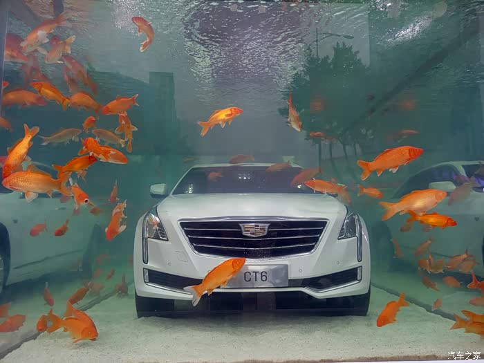 【图】ct6放鱼缸里是一种什么体验?_凯迪拉克ct6论坛_汽车之家论坛