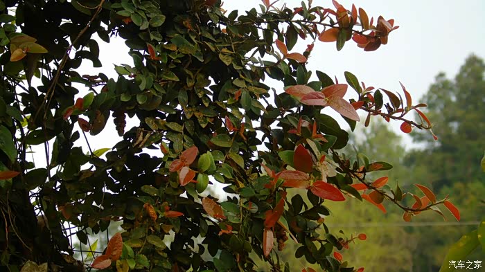 寄生在枫树藤类植物叶子漂亮