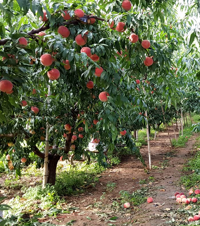 【早早出发 刚刚到家 收获颇大 平谷淘桃】