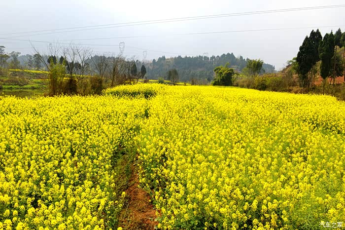 仁寿青冈乡观光油菜花