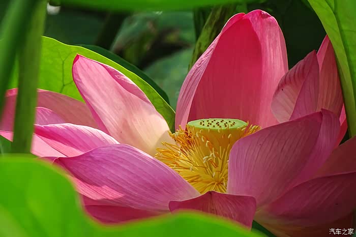 索尼hx400拍的一些荷花照片