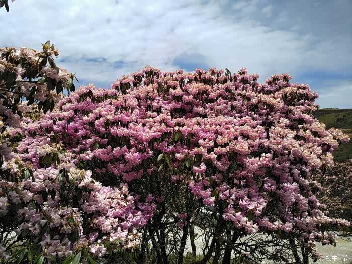 高原花海凉山普格海口牧场游记