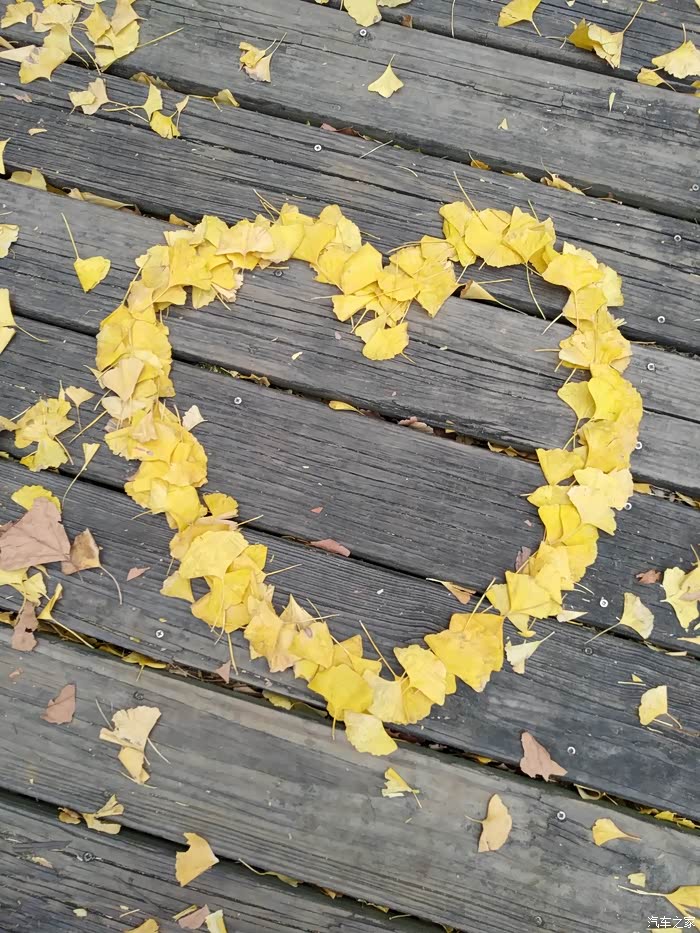 我家闺女用树叶摆颗心