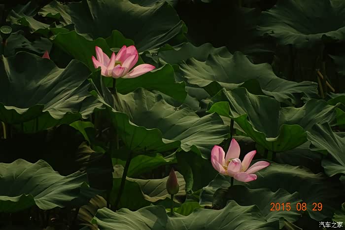 索尼hx400.拍的一些荷花照片.