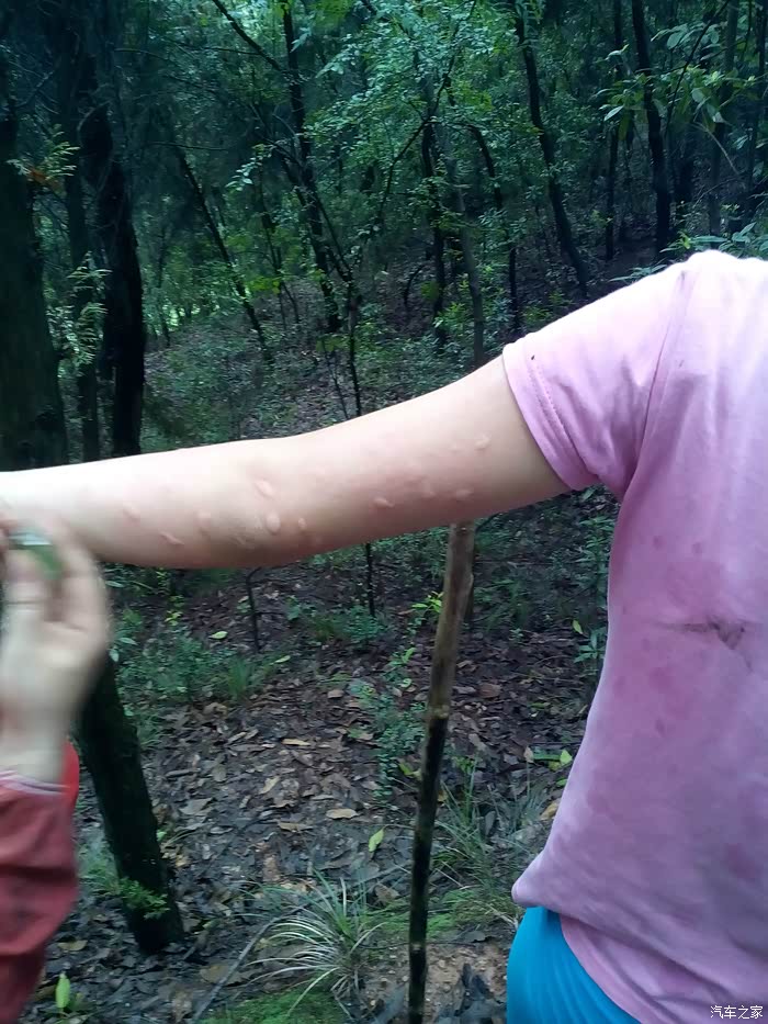 【四川长安】一次令人失望的采蘑菇之旅