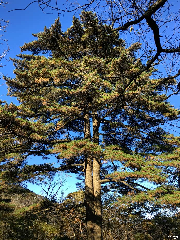 龙爪松——众所周知,松树的生长期是很漫长的,这棵树见证的岁月的沧桑
