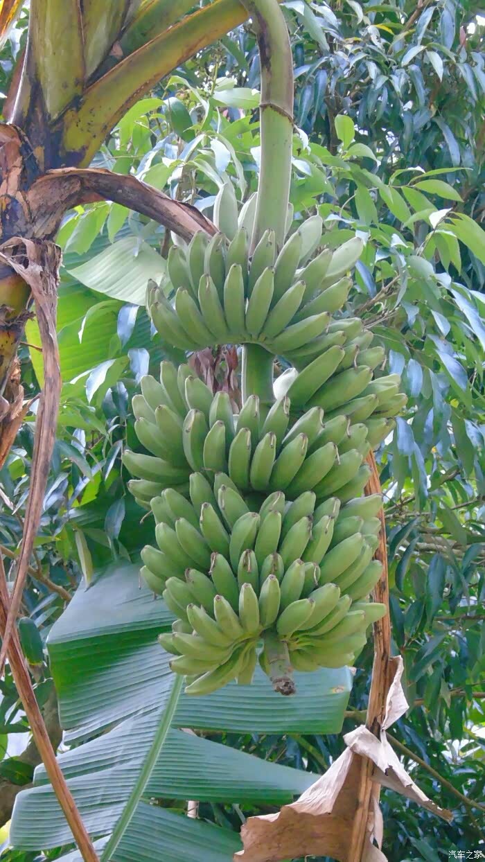 土芭蕉应该可以