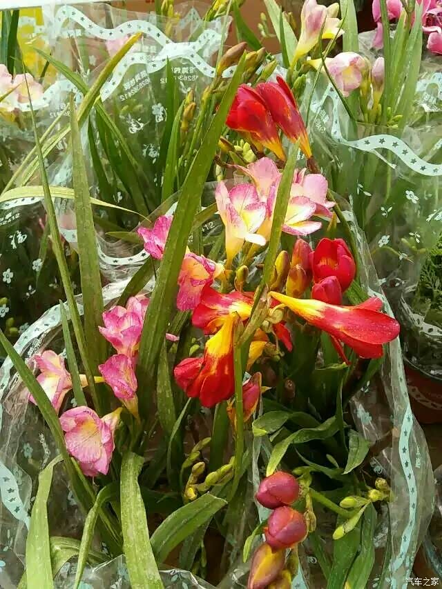 中原猛虎祝大家元宵节快乐