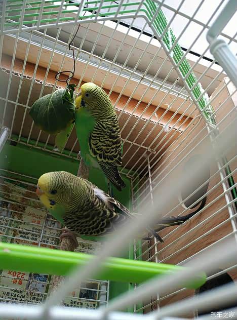 家中的小精灵虎皮与鱼