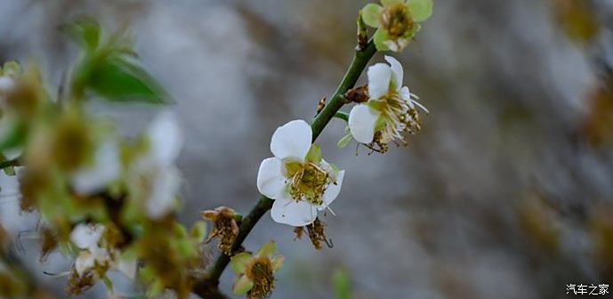 春天已來到,梅花朵朵開