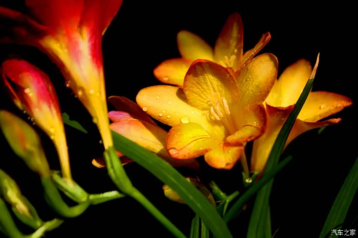 【花卉】两种颜色的麦兰花