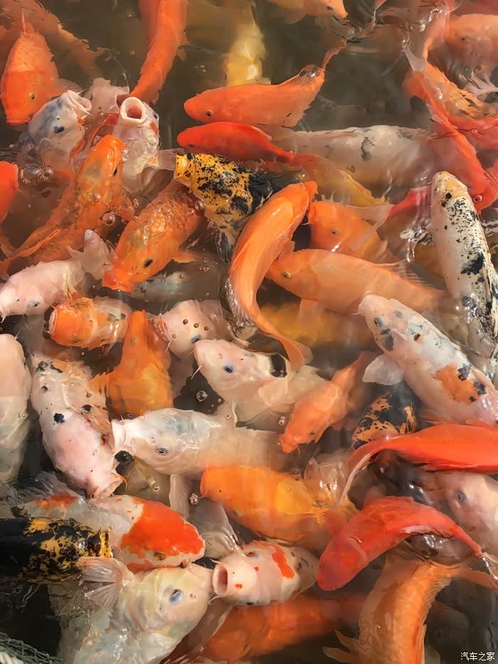 一大波美鱼艳照来袭