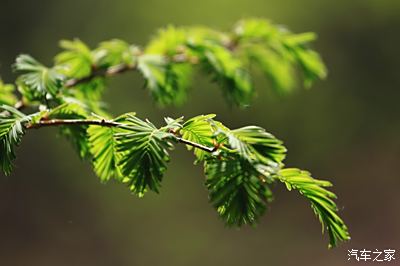 水杉嫩綠的葉子