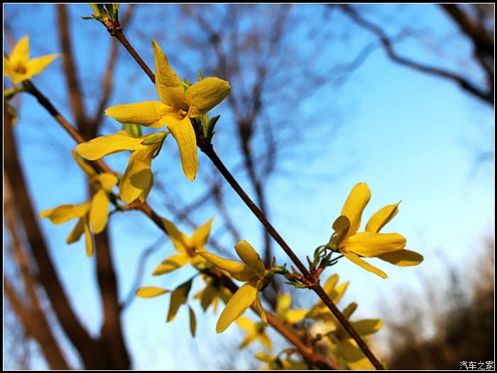 花红柳绿开往春天的小五
